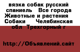 вязка собак русский спаниель - Все города Животные и растения » Собаки   . Челябинская обл.,Трехгорный г.